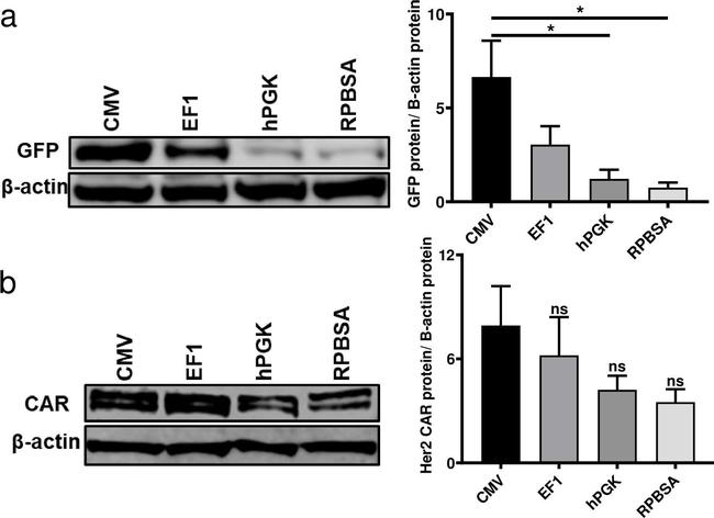 Mouse IgG (H+L) Highly Cross-Adsorbed Secondary Antibody in Western Blot (WB)