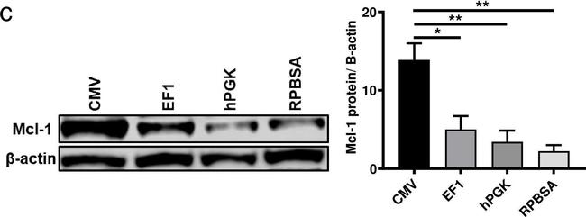 Mouse IgG (H+L) Highly Cross-Adsorbed Secondary Antibody in Western Blot (WB)