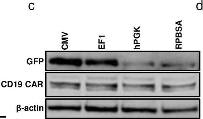 Mouse IgG (H+L) Highly Cross-Adsorbed Secondary Antibody in Western Blot (WB)