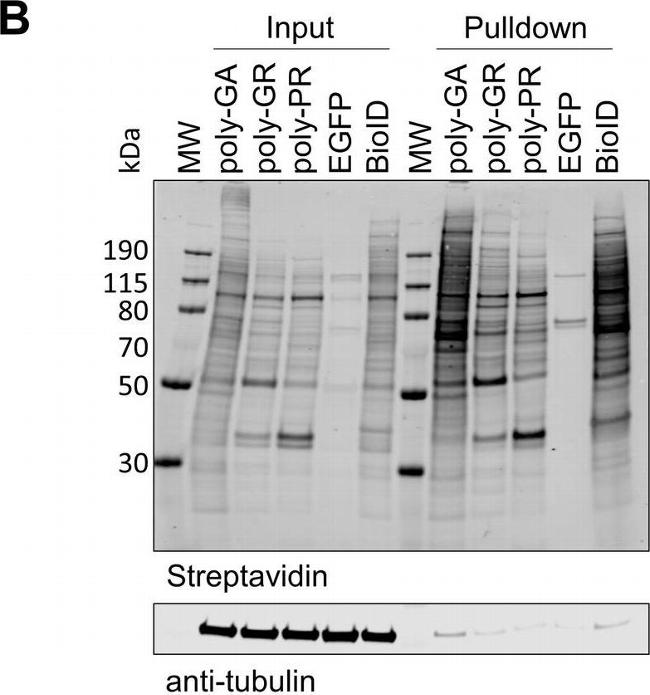 Mouse IgG (H+L) Highly Cross-Adsorbed Secondary Antibody in Western Blot (WB)