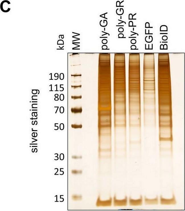 Mouse IgG (H+L) Highly Cross-Adsorbed Secondary Antibody in Western Blot (WB)