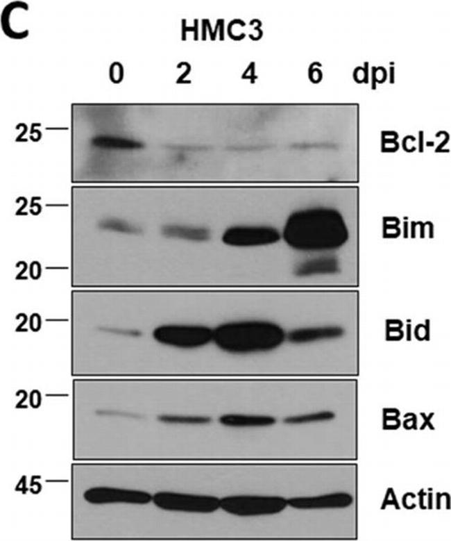 Rabbit IgG (H+L) Highly Cross-Adsorbed Secondary Antibody in Western Blot (WB)