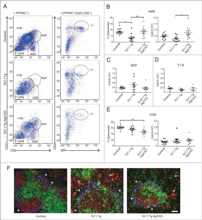 IgM Antibody in Immunocytochemistry, Immunohistochemistry, Flow Cytometry (ICC/IF, IHC, Flow)