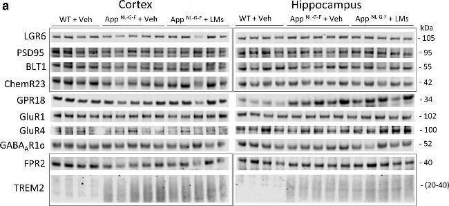 Rabbit IgG (H+L) Highly Cross-Adsorbed Secondary Antibody in Western Blot (WB)