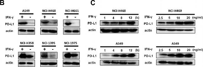 Rabbit IgG (H+L) Secondary Antibody in Western Blot (WB)