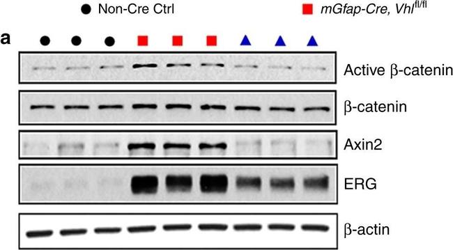 Rabbit IgG (H+L) Secondary Antibody in Western Blot (WB)