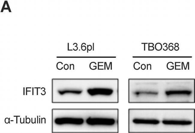 Mouse IgG (H+L) Secondary Antibody in Western Blot (WB)