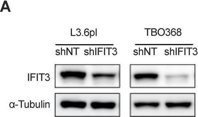 Rabbit IgG (H+L) Secondary Antibody in Western Blot (WB)