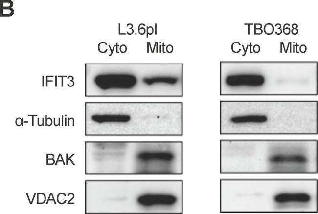 Rabbit IgG (H+L) Secondary Antibody in Western Blot (WB)