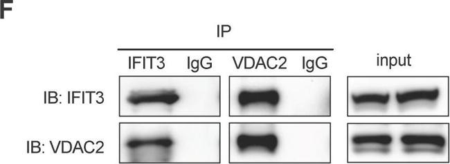 Rabbit IgG (H+L) Secondary Antibody in Western Blot (WB)