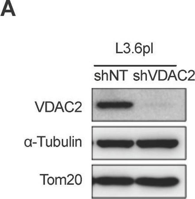 Rabbit IgG (H+L) Secondary Antibody in Western Blot (WB)