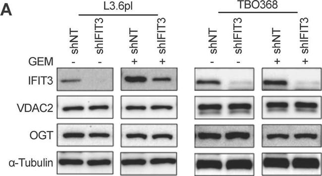 Mouse IgG (H+L) Secondary Antibody in Western Blot (WB)