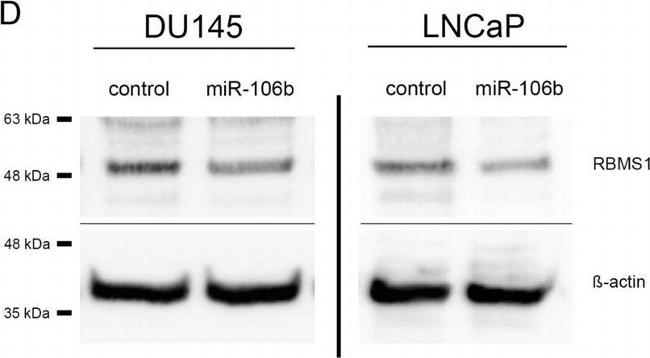 Mouse IgG (H+L) Secondary Antibody in Western Blot (WB)