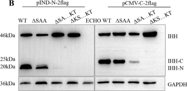 Mouse IgG (H+L) Secondary Antibody in Western Blot (WB)