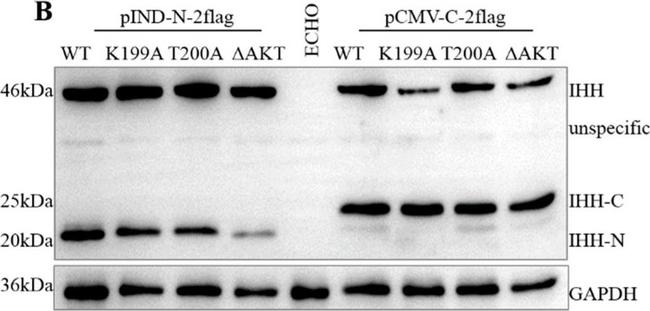 Mouse IgG (H+L) Secondary Antibody in Western Blot (WB)