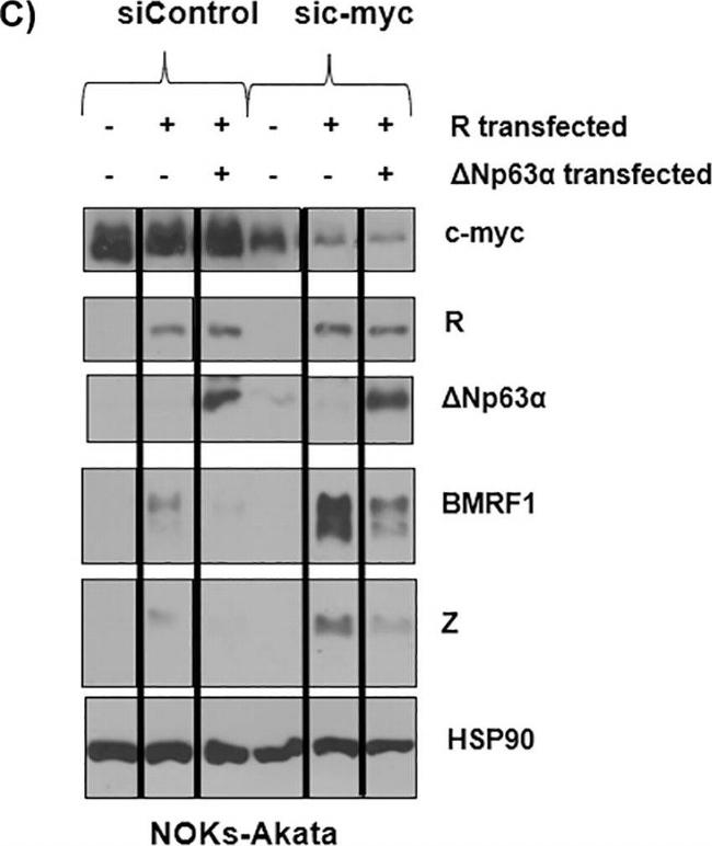 Mouse IgG (H+L) Secondary Antibody in Western Blot (WB)