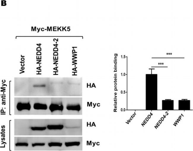 Rabbit IgG (H+L) Secondary Antibody in Western Blot (WB)