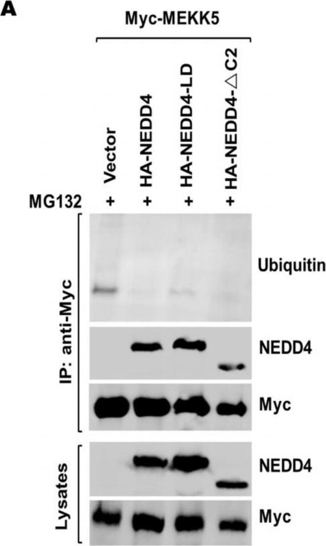 Rabbit IgG (H+L) Secondary Antibody in Western Blot (WB)