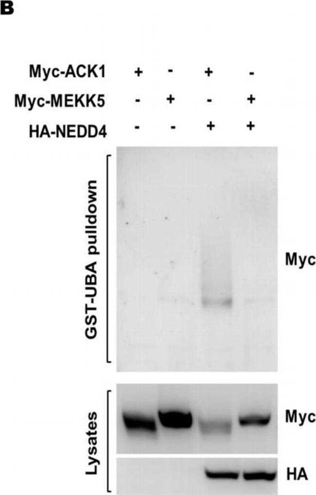 Rabbit IgG (H+L) Secondary Antibody in Western Blot (WB)