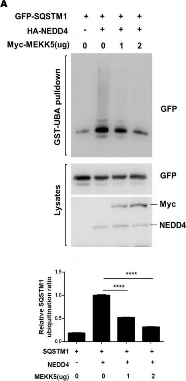 Rabbit IgG (H+L) Secondary Antibody in Western Blot (WB)