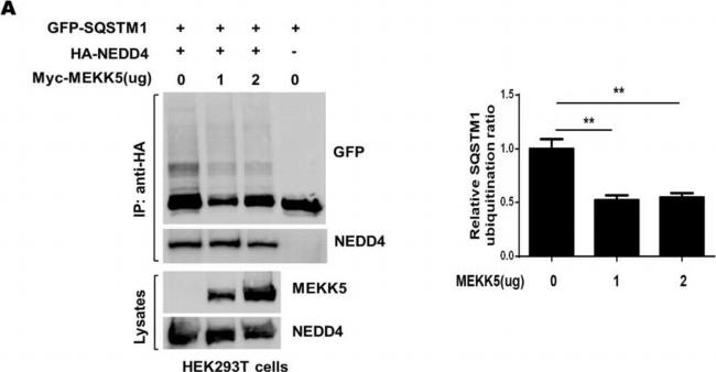 Rabbit IgG (H+L) Secondary Antibody in Western Blot (WB)