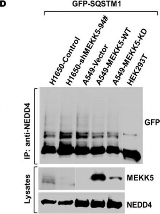 Rabbit IgG (H+L) Secondary Antibody in Western Blot (WB)