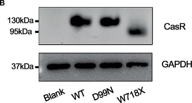 Mouse IgG (H+L) Secondary Antibody in Western Blot (WB)