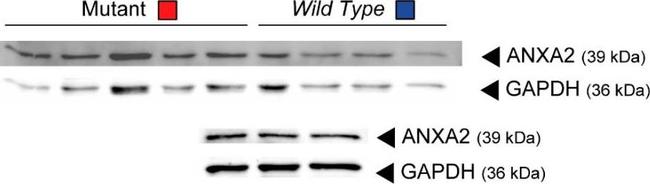 Mouse IgG (H+L) Secondary Antibody in Western Blot (WB)