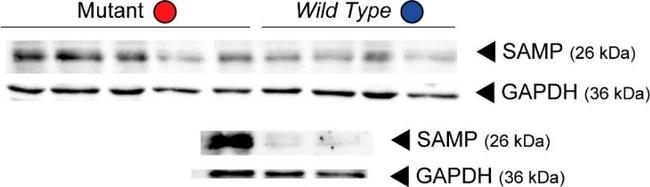 Mouse IgG (H+L) Secondary Antibody in Western Blot (WB)