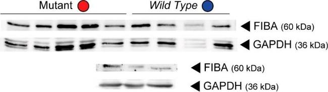 Rabbit IgG (H+L) Secondary Antibody in Western Blot (WB)