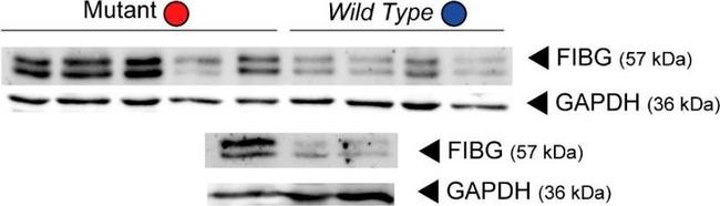 Rabbit IgG (H+L) Secondary Antibody in Western Blot (WB)