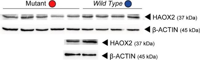 Rabbit IgG (H+L) Secondary Antibody in Western Blot (WB)