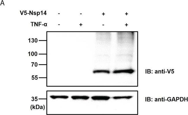 Mouse IgG (H+L) Secondary Antibody in Western Blot (WB)