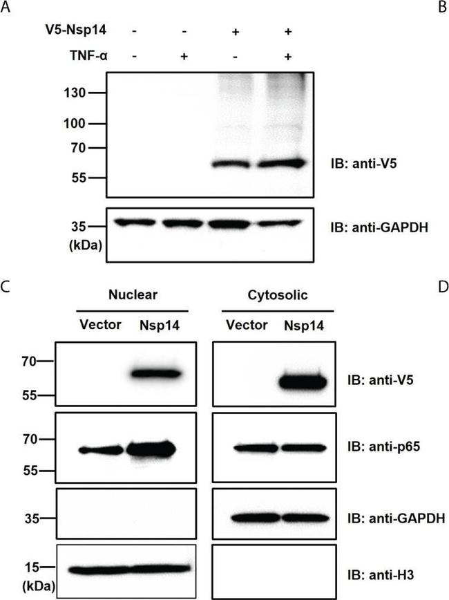 Mouse IgG (H+L) Secondary Antibody in Western Blot (WB)