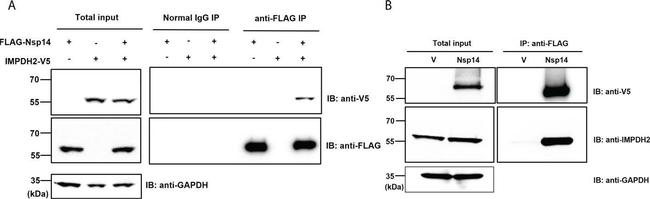 Mouse IgG (H+L) Secondary Antibody in Western Blot (WB)