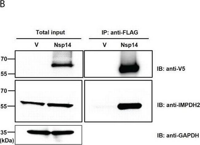 Mouse IgG (H+L) Secondary Antibody in Western Blot (WB)