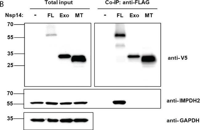 Mouse IgG (H+L) Secondary Antibody in Western Blot (WB)