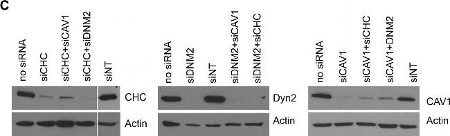 Rabbit IgG (H+L) Cross-Adsorbed Secondary Antibody in Western Blot (WB)