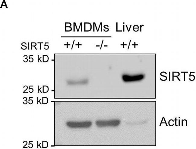 Rabbit IgG (H+L) Secondary Antibody in Western Blot (WB)