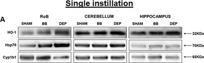 Rabbit IgG (H+L) Secondary Antibody in Western Blot (WB)