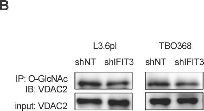 Rabbit IgG (H+L) Secondary Antibody in Western Blot (WB)