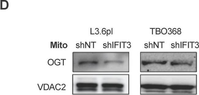 Rabbit IgG (H+L) Secondary Antibody in Western Blot (WB)