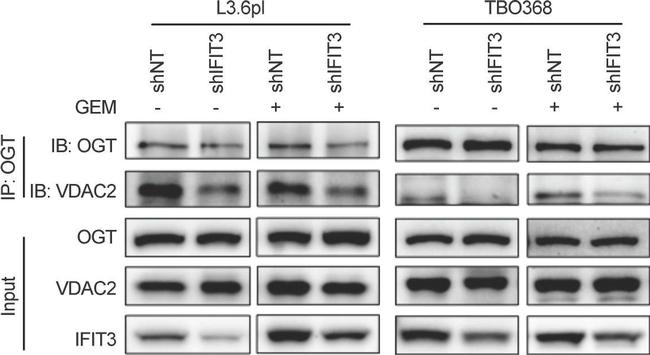 Rabbit IgG (H+L) Secondary Antibody in Western Blot (WB)