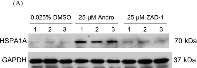 Rabbit IgG (H+L) Secondary Antibody in Western Blot (WB)