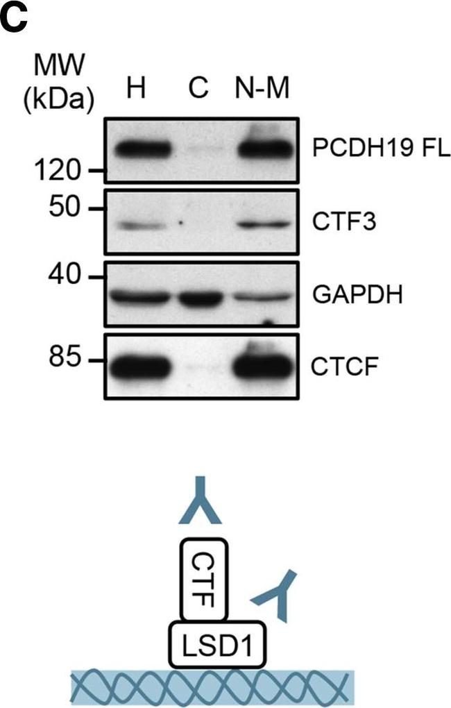 Rabbit IgG (H+L) Secondary Antibody in Western Blot (WB)