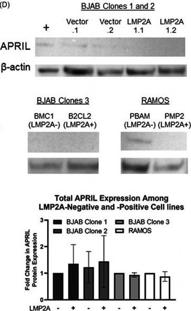 Rabbit IgG (H+L) Cross-Adsorbed Secondary Antibody in Western Blot (WB)