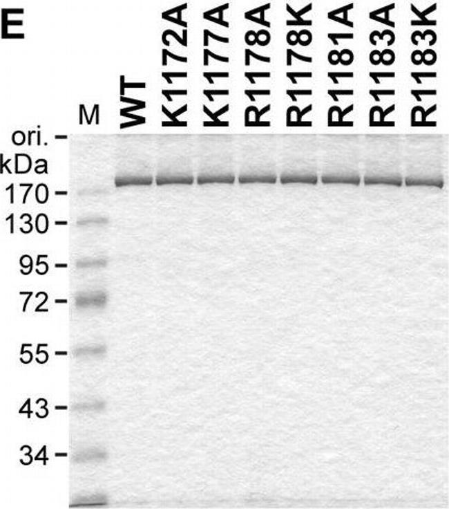 Rabbit IgG (H+L) Secondary Antibody in Western Blot (WB)