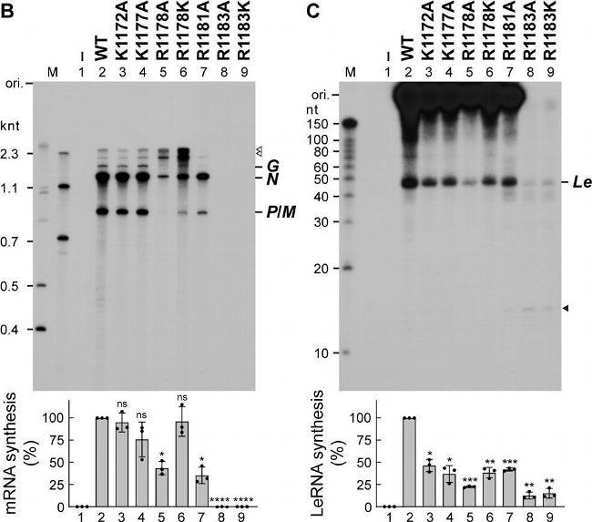 Rabbit IgG (H+L) Secondary Antibody in Western Blot (WB)