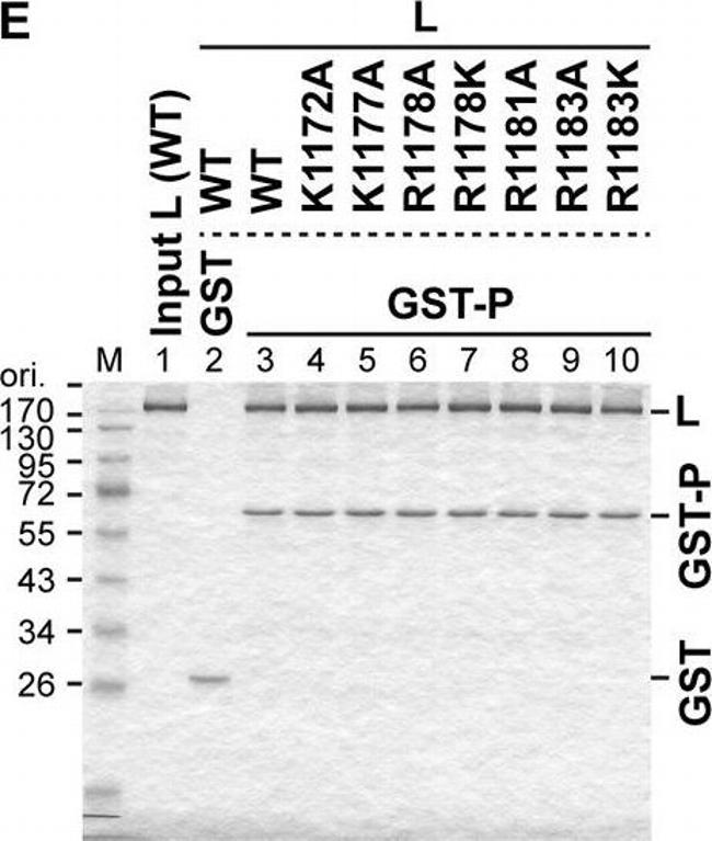 Rabbit IgG (H+L) Secondary Antibody in Western Blot (WB)