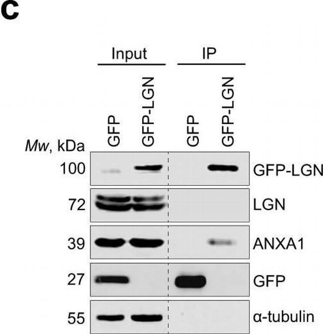 Rabbit IgG (H+L) Secondary Antibody in Western Blot (WB)